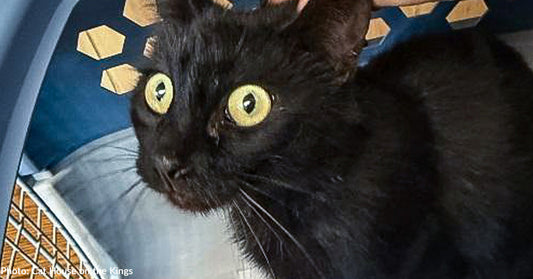 Cat Suffering with Painful Injuries After Being Struck by Car Needs Your Help to Heal