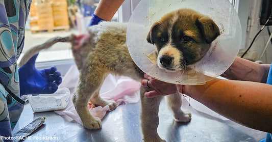 Puppy wearing a protective cone, receiving care from a veterinarian.