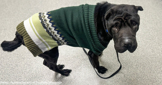 Surrendered Dog Unable to Keep Food Down Needs Emergency Surgery