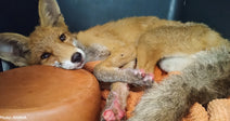 tan fox with burned paws resting on orange towel