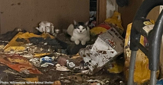 50 Cats and Kittens Rescued from Deplorable Conditions in Montana Apartment