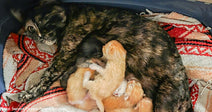 Indi Cared for Her Kittens Despite a Broken Leg - Now She's Thriving