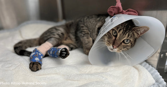 Cat Hit By A Car Needs Surgery For Chance To Walk Again Without Pain