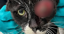 black and white cat with protruding eye at vet clinic