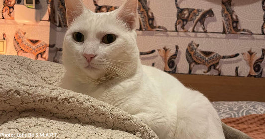 Shelter Cat Wakes Up Paralyzed And Is Rushed To Emergency Vet