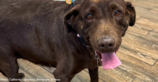 Neglected Dog Struggling to Walk Due to Years of Confinement Needs Your Help