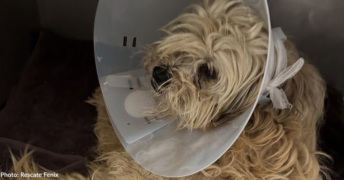Dog Left to Suffer with Multiple Broken Bones Walks Again Thanks to Your Support