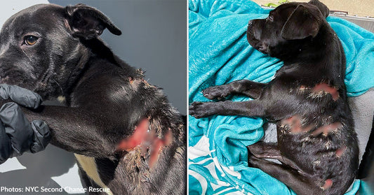 severely wounded black puppy resting on blue blanket