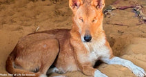 A tan dog laying on sandy ground missing both eyes in shelter setting. 