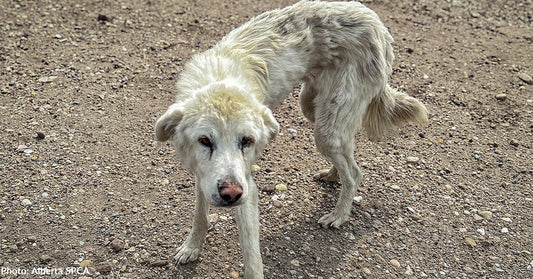 A scruffy white dog stands on a gravel surface, looking curiously at the camera.
