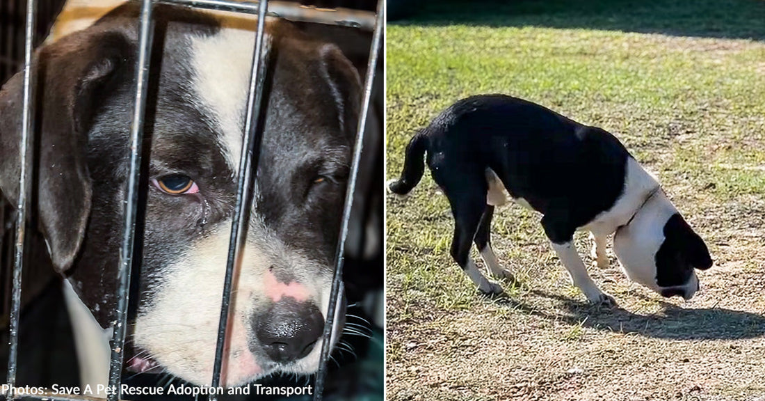 Dog with Swollen Head from Deeply Embedded Collar Needs Extensive Care