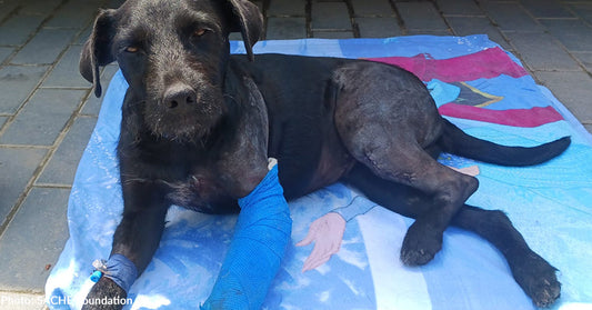 Severely Injured Dog Found on Side of Road Needs Our Help to Walk Again