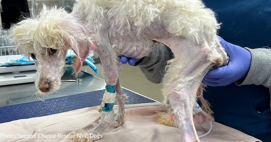 Emaciated Poodle With Acid Burns Found Unresponsive In Field Has Long Road To Recovery