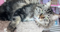 Surrendered Cat Needs Urgent Treatment for Painful Leg Wound