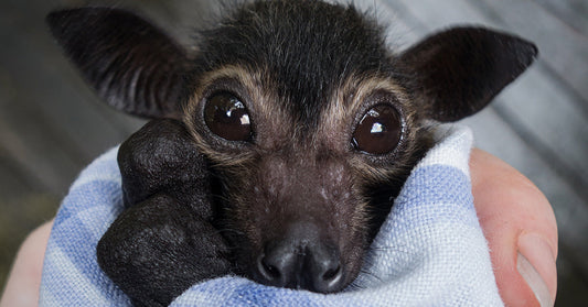 Australian Bushfires and Extreme Heat Take Deadly Toll on Vulnerable Flying Foxes