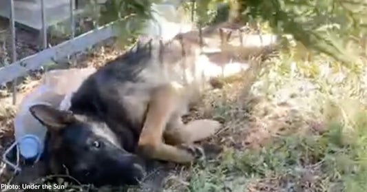 german shepherd dog lying on ground in cemetery with sad eyes