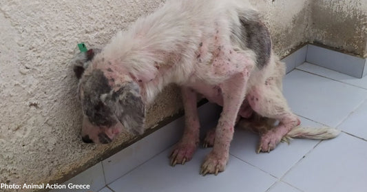 Emaciated Dog Suffering From Severe Skin Disease Needs Your Support To Heal