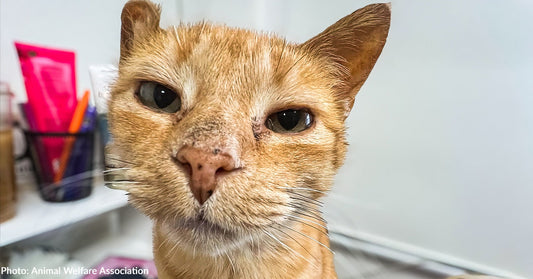 Senior Shelter Cat Unable to Eat Without Pain Finally Gets Care She Needs