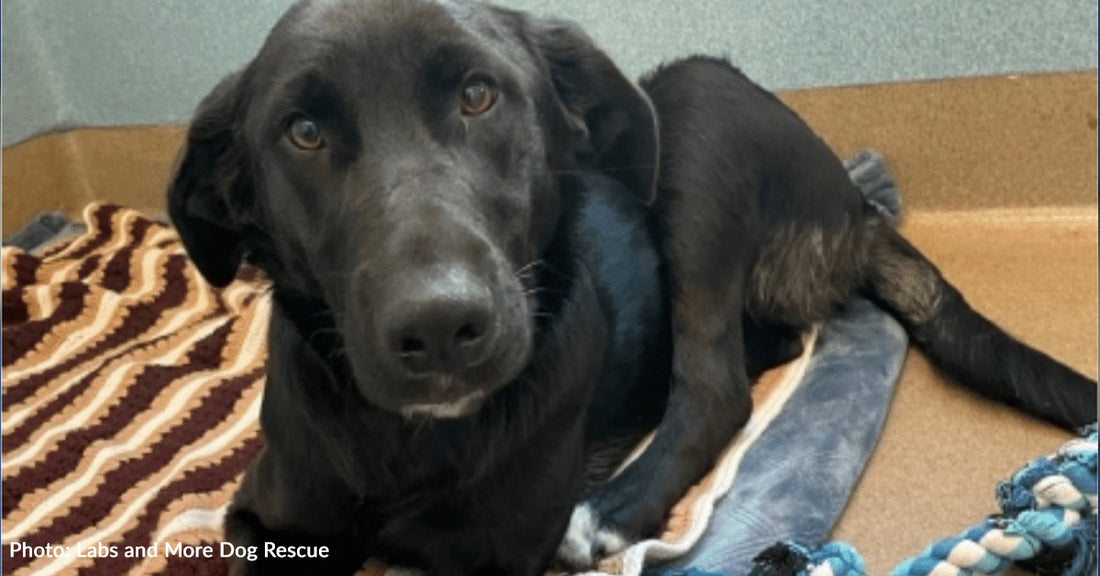 Dog Hit By Car And Dropped At Shelter In The Middle Of The Night Needs Your Help To Walk Again