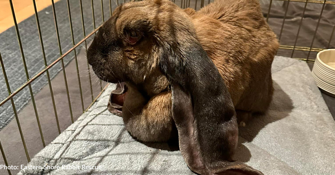 Shelter Rabbit Survives Often Fatal Disease But Needs Your Support To Heal