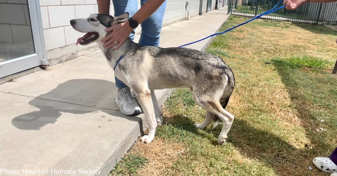 Urgent Plea To Help Injured Husky At Risk Of Euthanasia Answered By Houston Animal Shelter