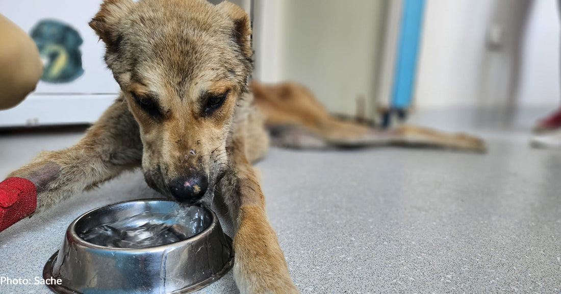 Parasite-Riddled Stray Dog Needs Your Help To Recover From Malnutrition