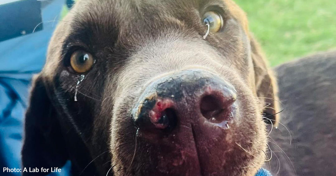 Stray Dog Shot In Head Needs Emergency Surgery To Repair Fractured Jaw And Teeth