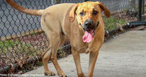 large tan dog smiling at the camera