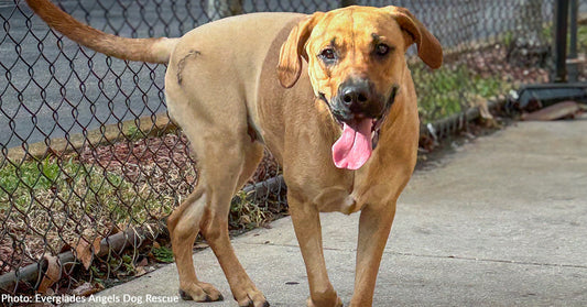 large tan dog smiling at the camera