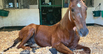A brown horse lying on shavings in a stable, looking calm and relaxed.