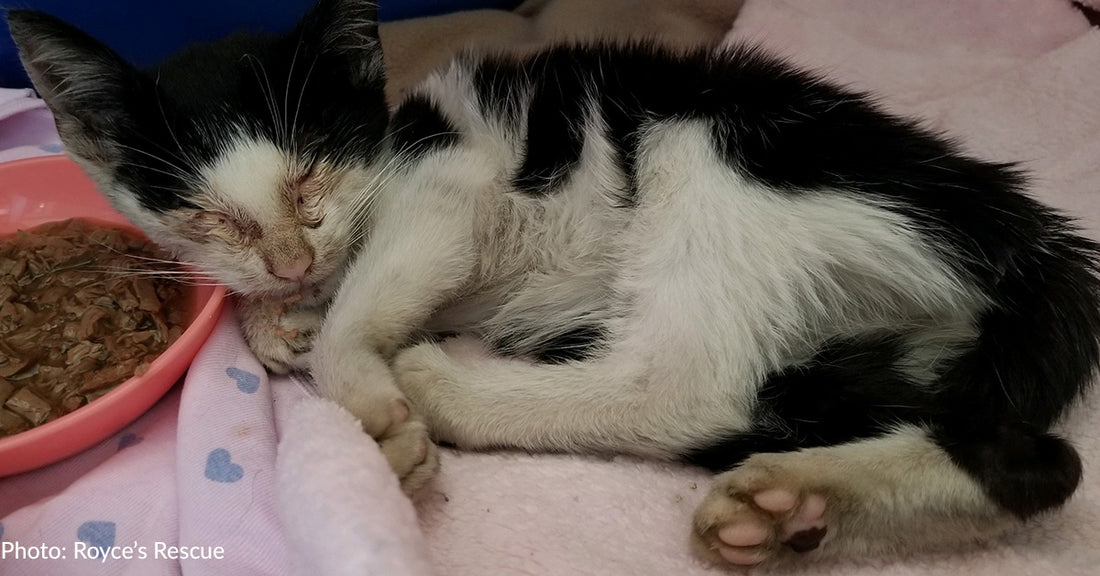 Emaciated Kitten With Shattered Leg Found Limping Around Pennsylvania Schoolyard Needs Your Support To Recover