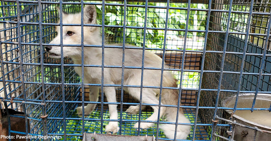 Fox Rescued from Cruel Fur Trade Heals Emotionally and Physically, Thanks in Part to Your Support