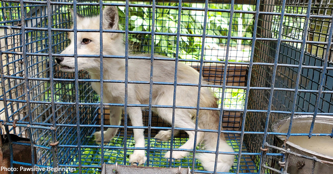 Fox Rescued from Cruel Fur Trade Barely Able to Walk After Spending Years in Tiny Cage