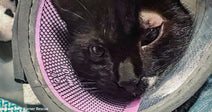 black cat with injured eye with purple cone on