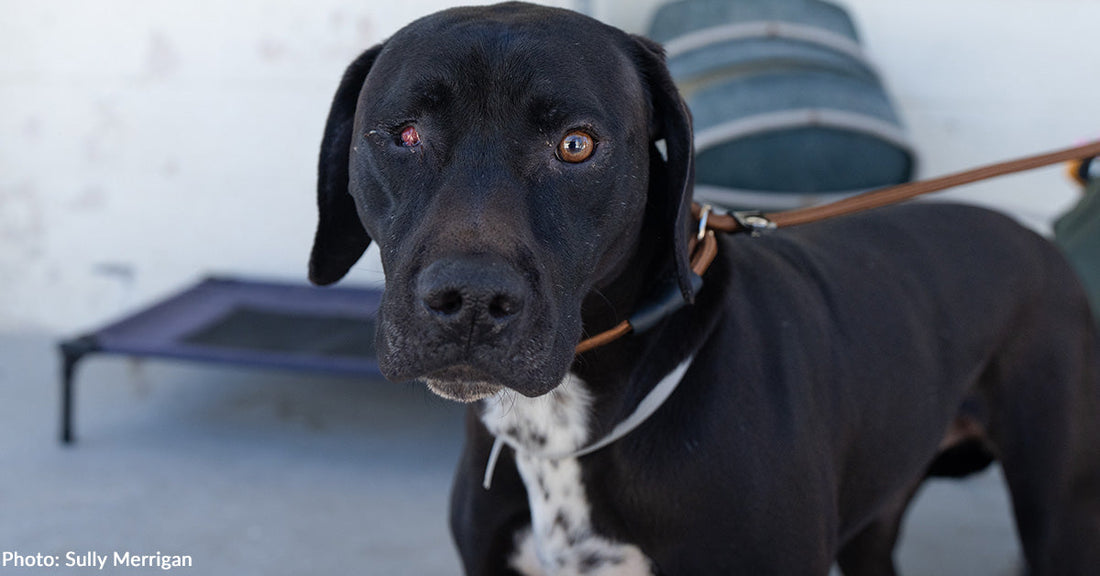 black lab mix missing one eye looking at the camera