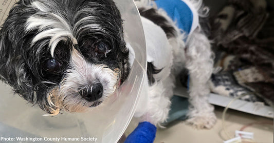 Small dog with a cone collar looks curiously at the camera in a clinic setting.