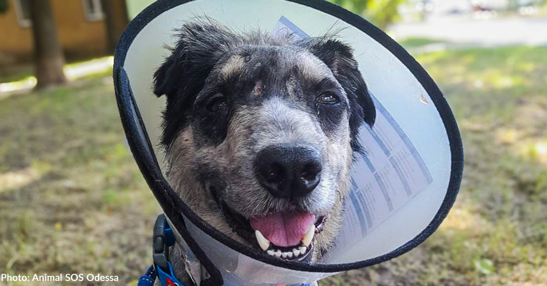 Ukrainian Dog Beats Cancer and Finds Loving Home, Thanks to Your Support