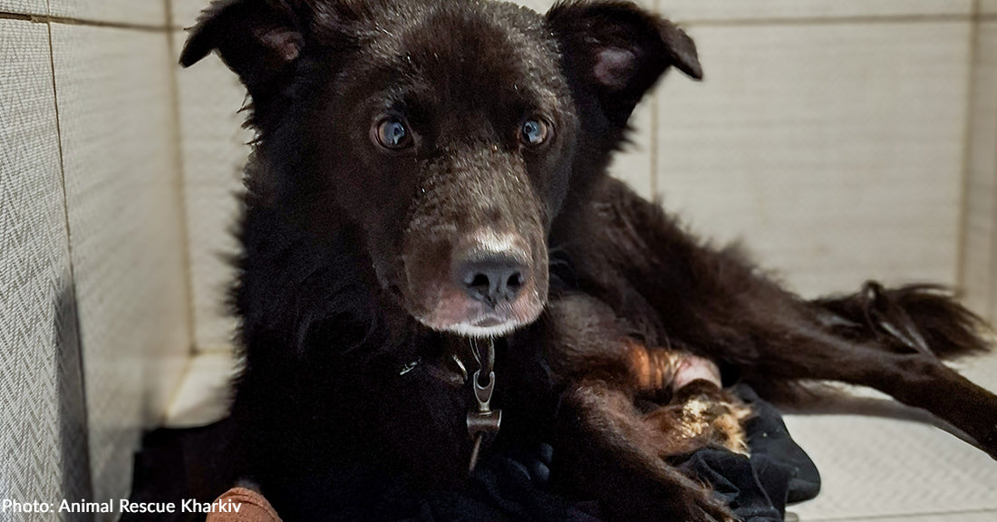 Injured Dog Barely Able to Move Rescued from Frontlines