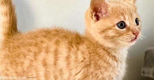 Shelter Kitten With Birth Defect Needs Life-Saving Surgery