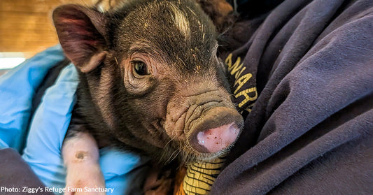 Over 160 Pigs Pulled From Neglect — and Every Single One Needs Help