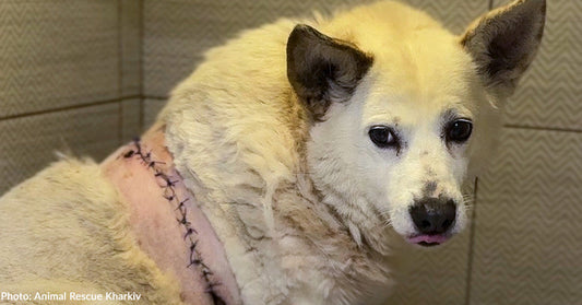 white dog with stitches across her back inside kennel