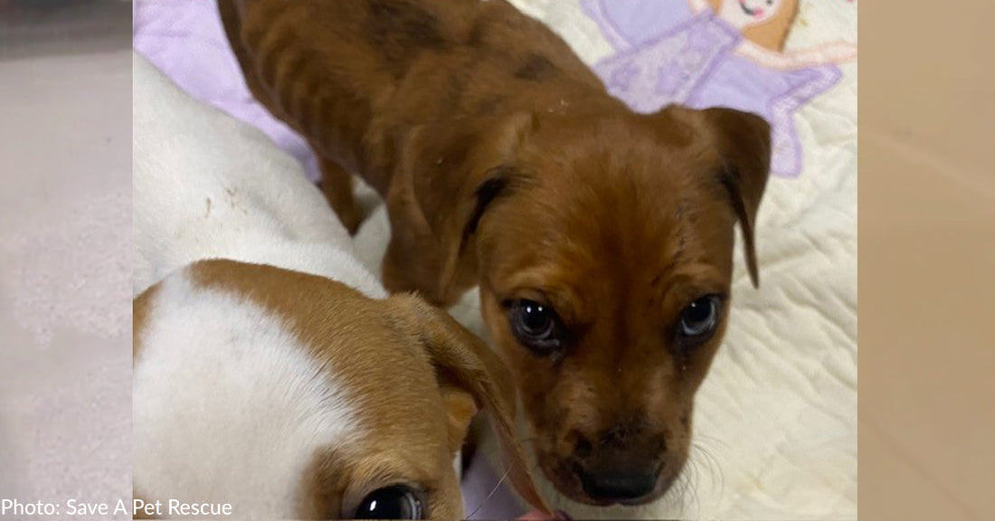 Surrendered Puppy Struggling To Grow Needs Emergency Blood Transfusion