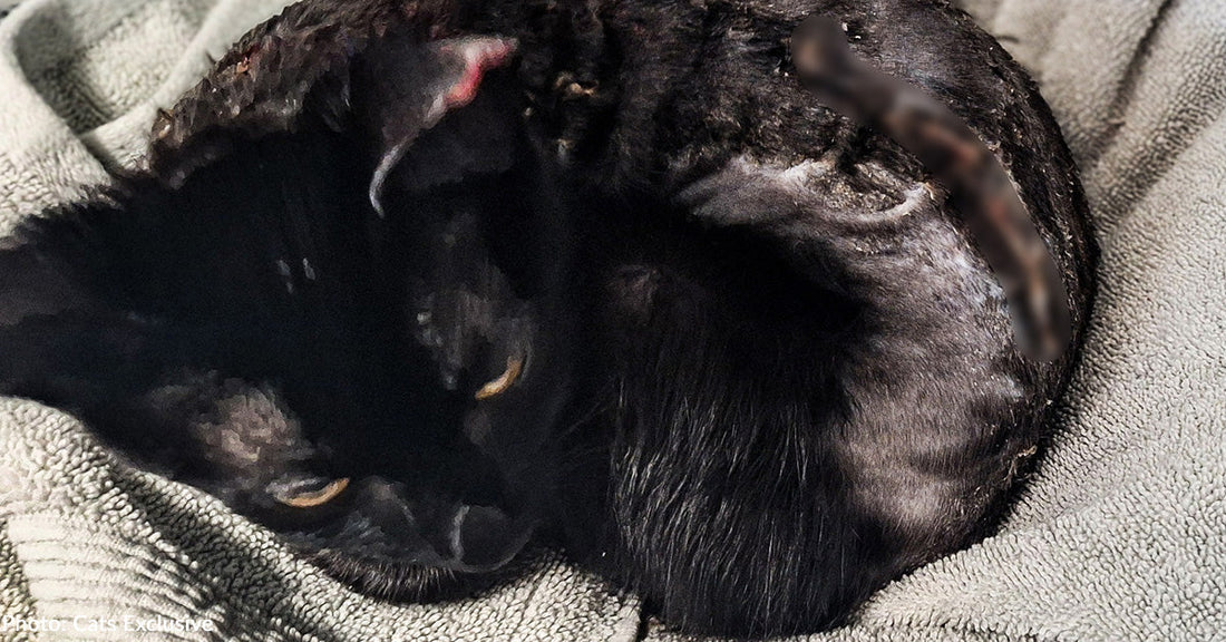 Abused Cat Found Covered in Chemical Burns Needs Your Help to Heal
