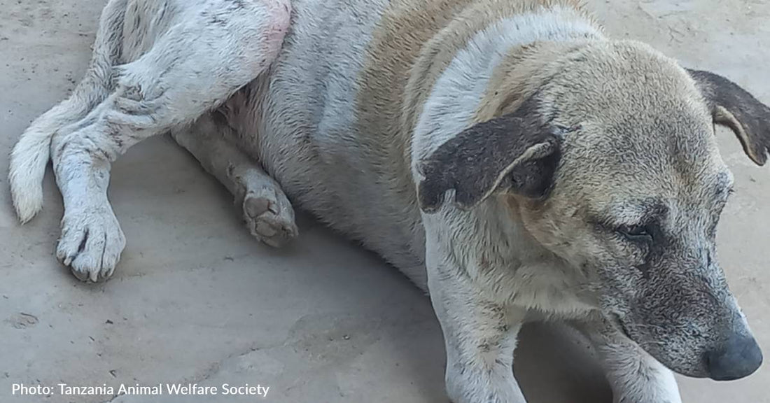 Stray Dog With Painful Skin Disease Needs Your Help To Get Care He Needs