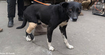 large black dog with white paws with injured hind leg