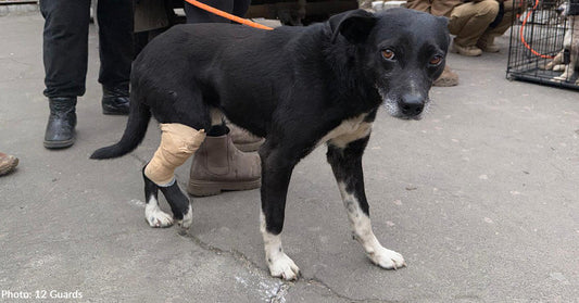 large black dog with white paws with injured hind leg