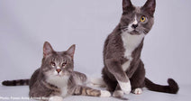 one blind cat resting next to cat with one eye