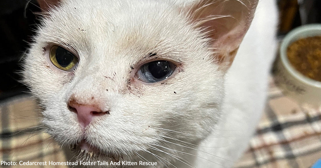 Senior Cat Surrendered to Shelter Suddenly Struggles to Breathe and Needs Emergency Care