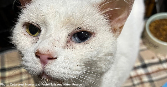 Surrendered Senior Cat Struggling to Breathe Gets Care She Needs to Survive