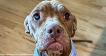 Neglected & Sick Senior Dog on Death's Door Needs Your Help to Survive